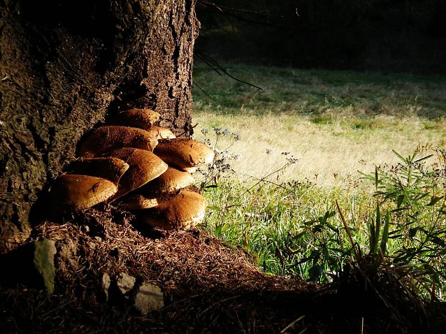 Bild: Baum und Pilz: Eine faszinierende Lebensgemeinschaft versteckt im Waldboden