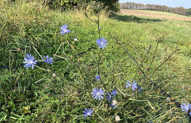 Bild: Sp&auml;tsommeranblick