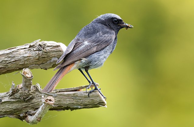 Bild: Der Hausrotschwanz ist Vogel des Jahres 2025