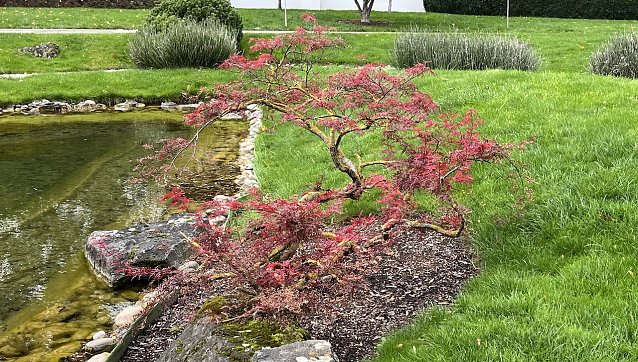 Bild: Herbstf&auml;rbung im Japanischen Garten bad Langensalza 