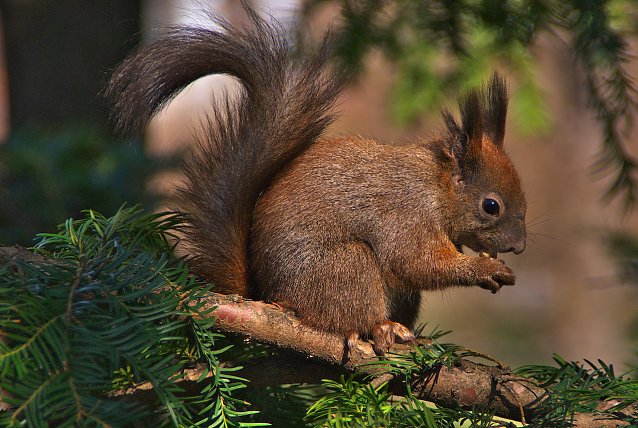 Bild: Eichh&ouml;rnchen fressen bevorzugt N&uuml;sse und Samen