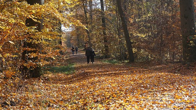 Bild: Waldwege sind derzeit &uuml;bers&auml;t mit Herbstbl&auml;ttern: Wer rutscht und st&uuml;rzt ist Opfer einer waldtypischen Gefahrenlage
