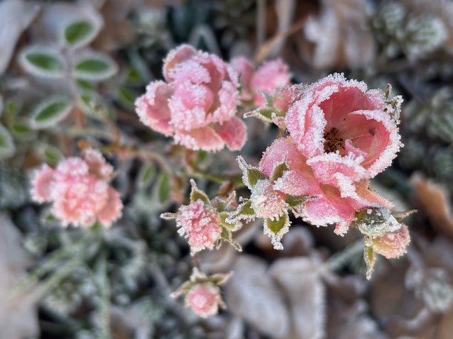 Bild: Blume-Zarte Sch&ouml;nheit 