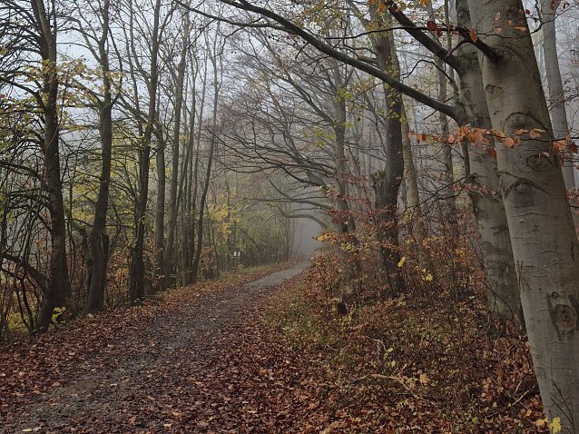 Bild: Nebel l&auml;sst den Wald im Herbst und Winter ganz verzaubert wirken - doch er kann auch zum Problem werden.