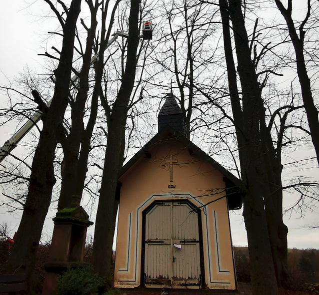 Bild: Baumuntersuchung im Stadtgebiet