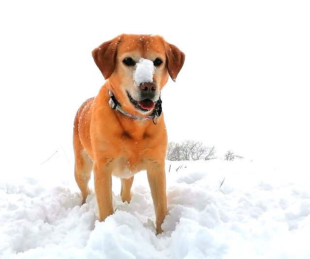 Bild: H&uuml;ndin Erna im Schnee