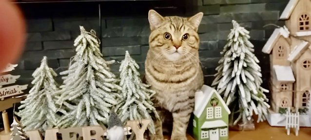 Bild: Kater in der Weihnachtsdeko