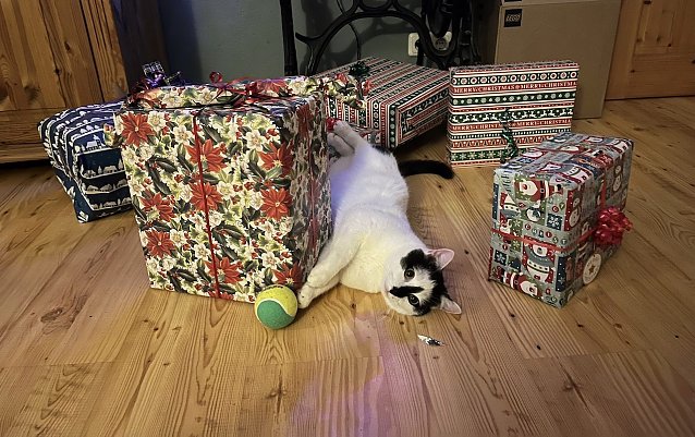 Bild: Katze neugierig auf  Weihnachtsgeschenke