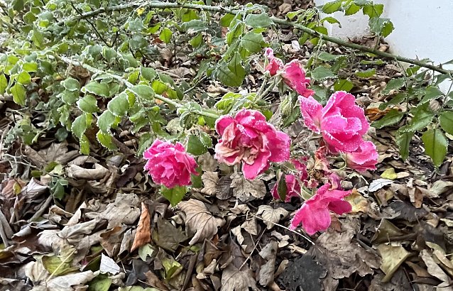 Bild: Die letzten Rosen des Jahres