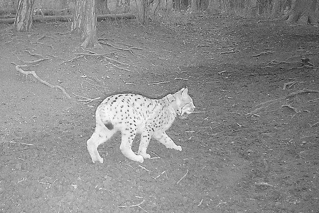 Bild: Eine Wildtierkamera nahm Luchsweibchen Nova im Saaletal auf