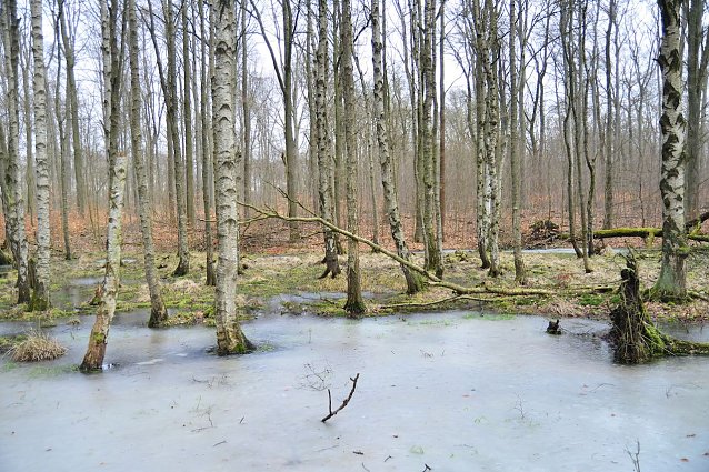 Bild: Die Moorbirke, Baum des Jahres 2023, ertr&auml;gt zeitweise &Uuml;berflutungen gut � im Gegensatz etwa zur Buche