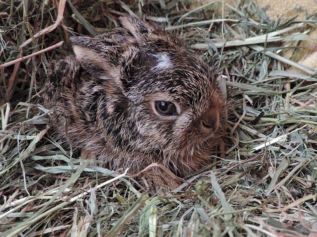 Bild: Bitte nicht voreilig mitnehmen: W&auml;hrend das Muttertier auf Futtersuche ist, bleiben die Jungen wie dieser kleiner Feldhase allein zur&uuml;ck.