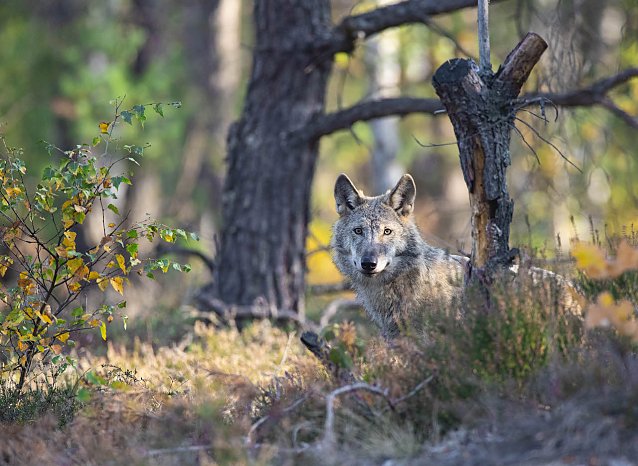 Bild: Der Wolf