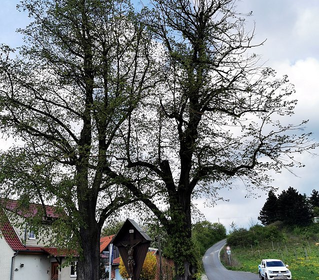 Bild: Besch&auml;digte Winterlinde