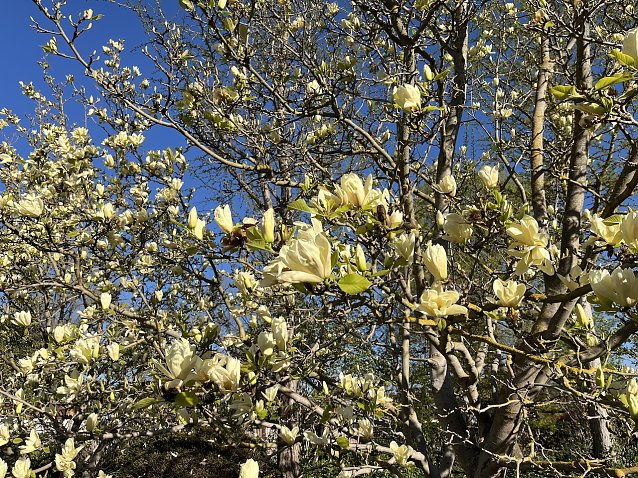 Bild: Magnolienbl&uuml;te
