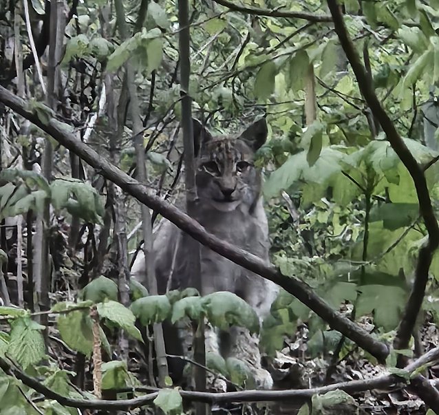 Bild: Begegnung mit Luchs