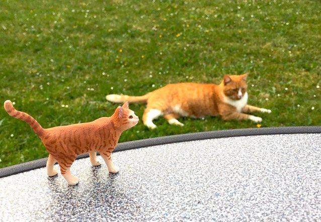 Bild: Kater Axel und sein Double
