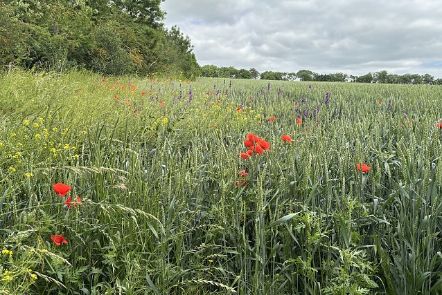 Bild: Sommerliche W&auml;rme bringt das Wochenende in Th&uuml;ringen
