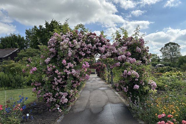 Bild: Rosengarten Bad Langensalza 
