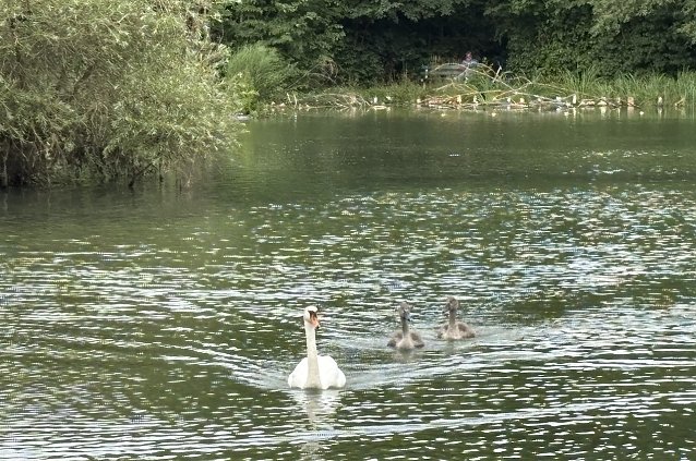 Bild: Familie Schwan unterwegs auf dem B&ouml;hmenteich
