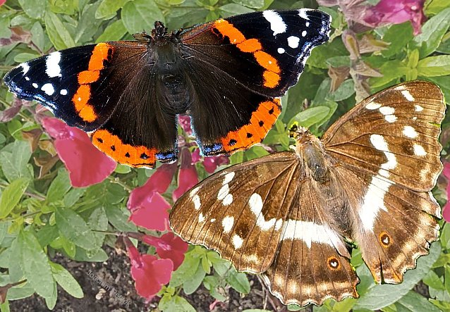 Bild: Admiral der Gattung Vanessa atalanta