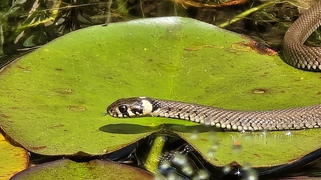 Bild: Ringelnatter im Gartenteich