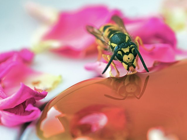 Bild: Deutsche Wespe, Vespula germanica, am Honig zu sehen