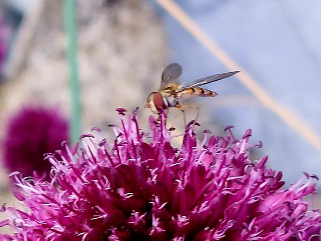 Bild: Schwebfliege