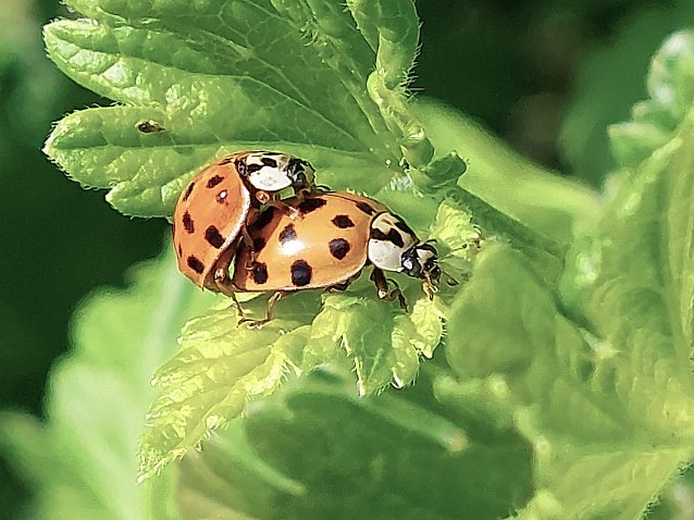 Bild: Marienk&auml;fer genie&szlig;en den Sommer in Bleicherode