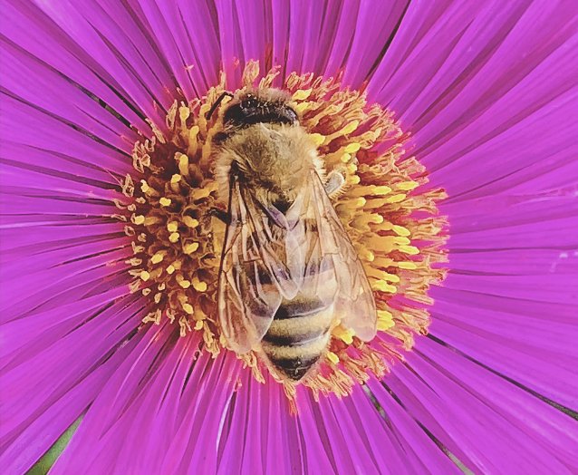 Bild: Flei&szlig;iges Bienchen