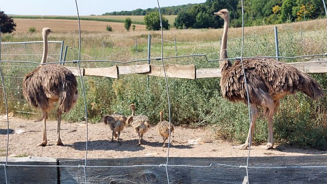 Bild: Junge Strau&szlig;e auf der Strau&szlig;enfarm in Eisleben