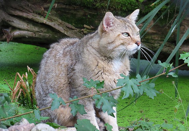 Bild: Wildkater Emil im Wildkatzendorf H&uuml;tscheroda