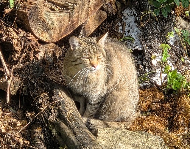 Bild: Wildkatze in die Herbstsonne blinzelnd