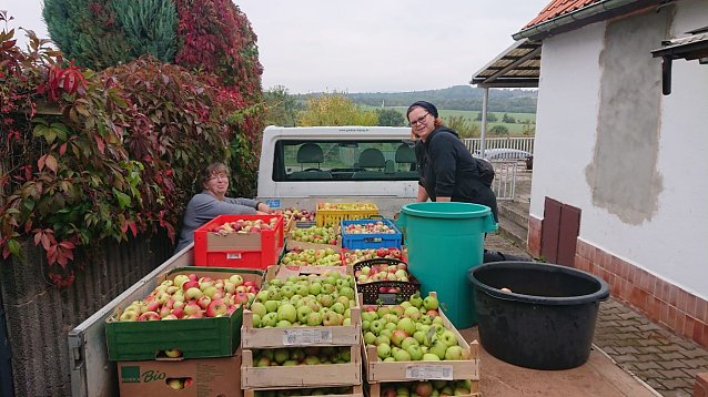 Bild: Die Kleing&auml;rtner der "Dahlie" in Nordhausen holten am vergangenen Wochenende rund eine Tonne &Auml;pfel von ihren B&auml;umen