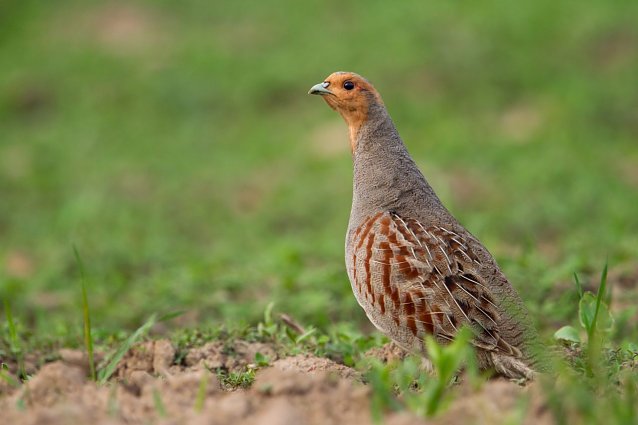 Bild: Das Rebhuhn ist der Vogel des Jahres