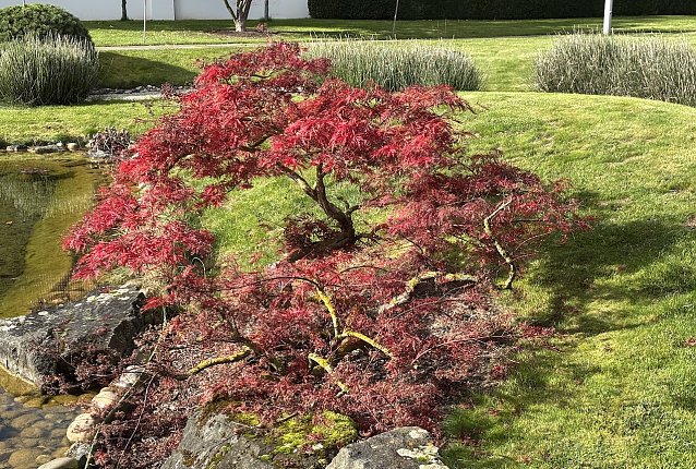 Bild: Japanischer Garten Bad Langensalza 