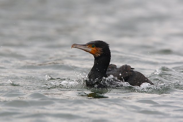 Bild: Symbolbild Kormoran
