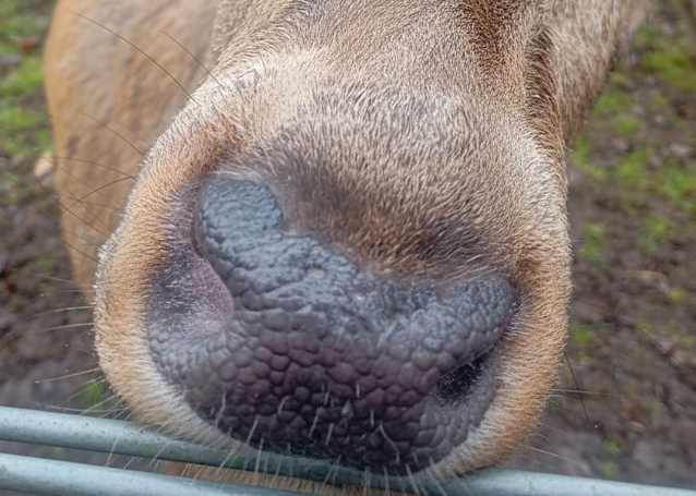 Bild: Hirsch oder Elch? im Nordh&auml;user Stadtpark