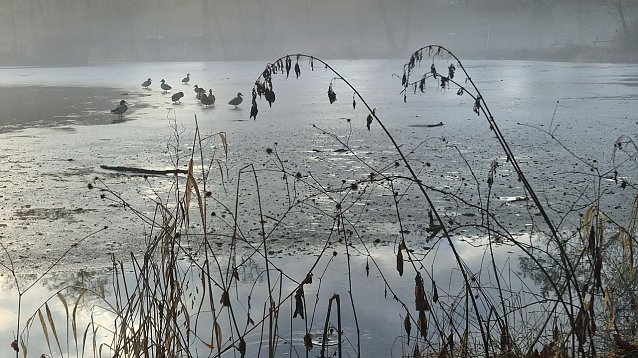 Bild: Zugefrorener Teich im Stadtpark in Nordhausen 