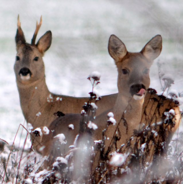 Bild: Rehe im Schnee