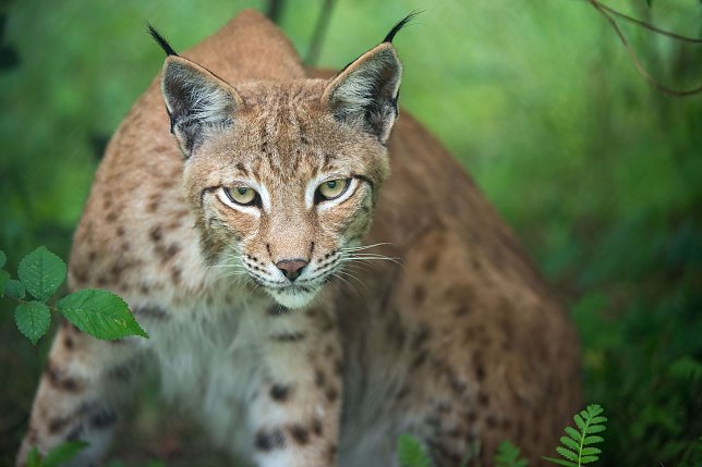 Bild: Luchs Leo