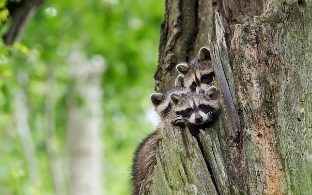 Bild: Der Waschb&auml;r ist bei uns angekommen