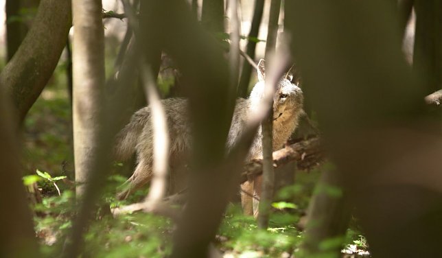 Bild: Weiblicher Jungwolf bei Ohrdruf 