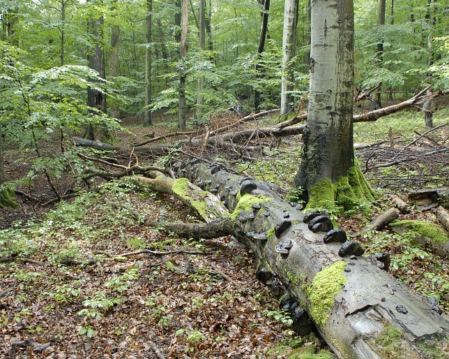 Bild: Der Hainich