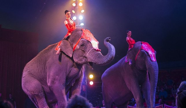 Bild: Elefanten im Zirkus