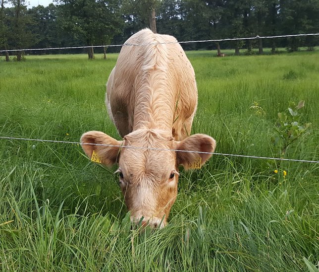 Bild: Wie hier im Spreewald f&uuml;hlen sich K&uuml;he wohl