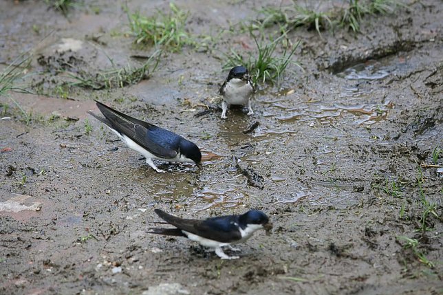 Bild: Mehlschwalben in Schlammpf&uuml;tze