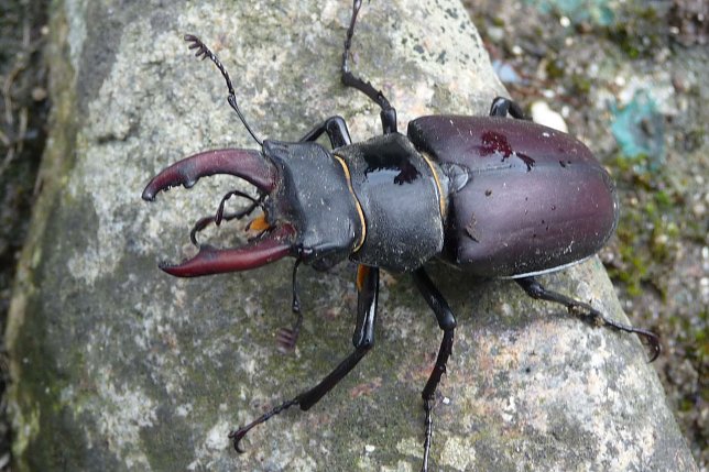 Bild: M&auml;nnlicher Hirschk&auml;fer