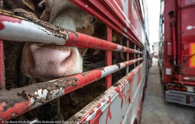 Bild: Tiere leiden bei enormer Hitze