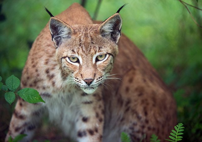 Bild: Luchs